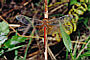 Sympetrum flaveolum