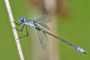 Lestes dryas