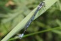 Coenagrion puella