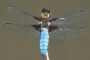 Libellula depressa