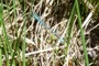 Coenagrion hastulatum