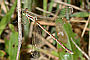 Lestes barbarus