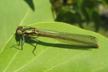 Frühe Adonislibelle