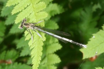 Blaue Federlibelle