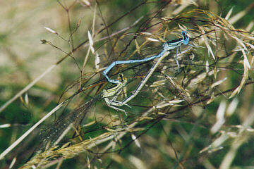 Blaue Federlibelle