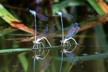 Blaue Federlibelle