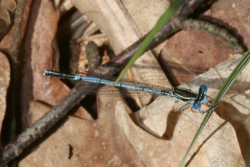 Blaue Federlibelle