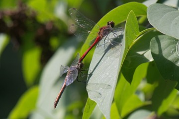 Blutrote Heidelibelle