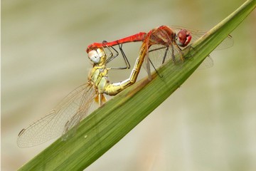 Frühe Heidelibelle