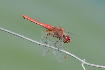 Frühe Heidelibelle