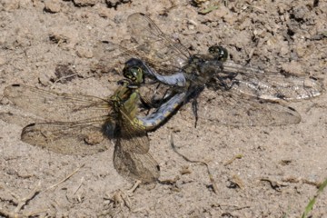 Großer Blaupfeil