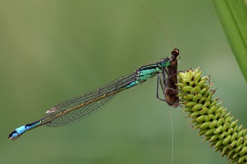 Große Pechlibelle