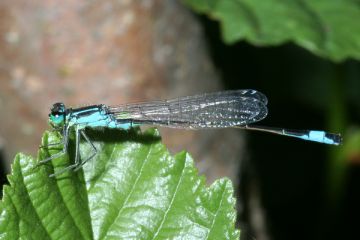 Große Pechlibelle