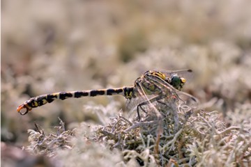 Kleine Zangenlibelle