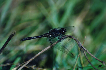 Schwarze Heidelibelle