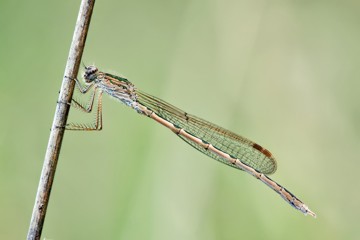 Sibirische Winterlibelle