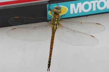 Südliche Mosaikjungfer