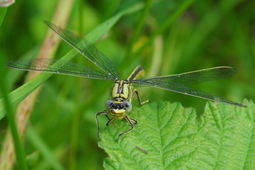 Westliche Keiljungfer