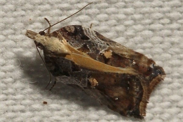 Acleris cristana