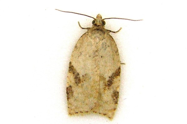 Acleris ferrugana