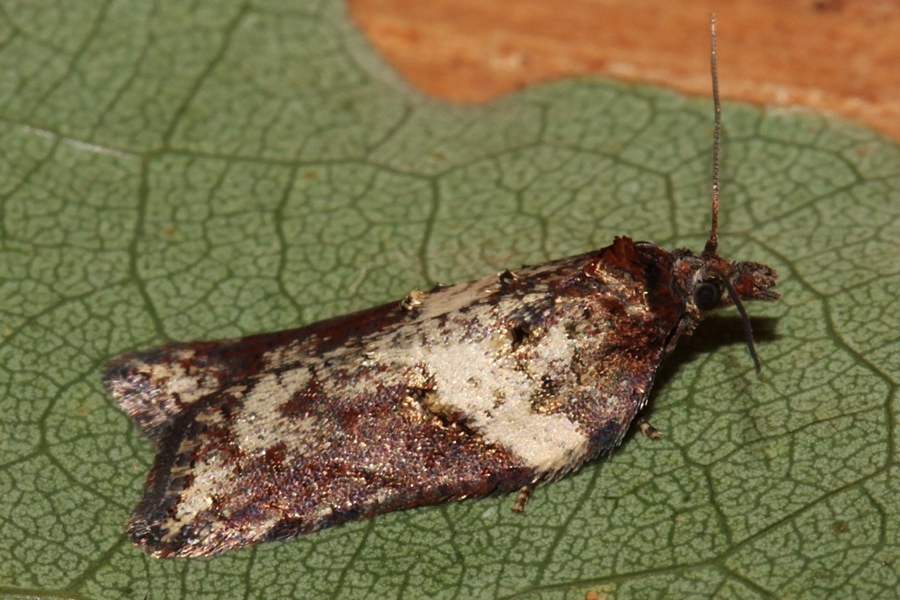 Acleris hastiana