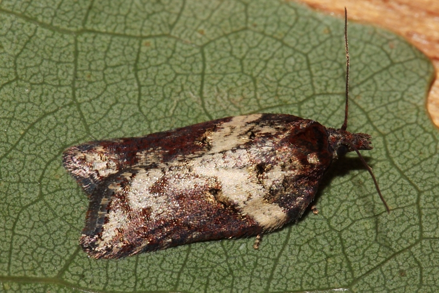 Acleris hastiana