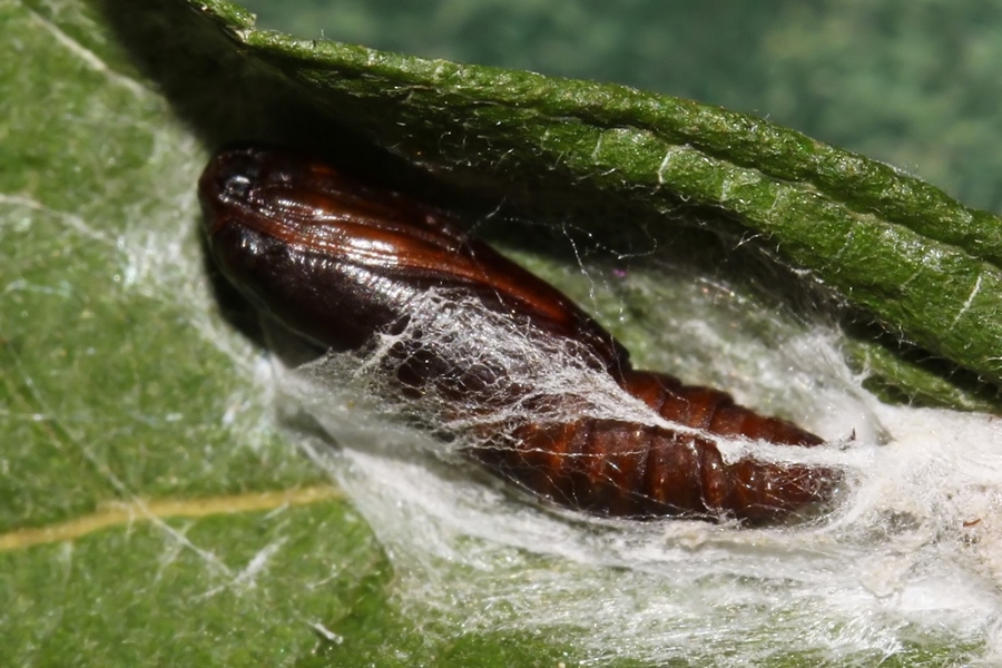 Acleris hastiana