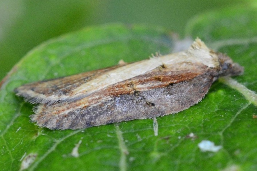 Acleris hastiana