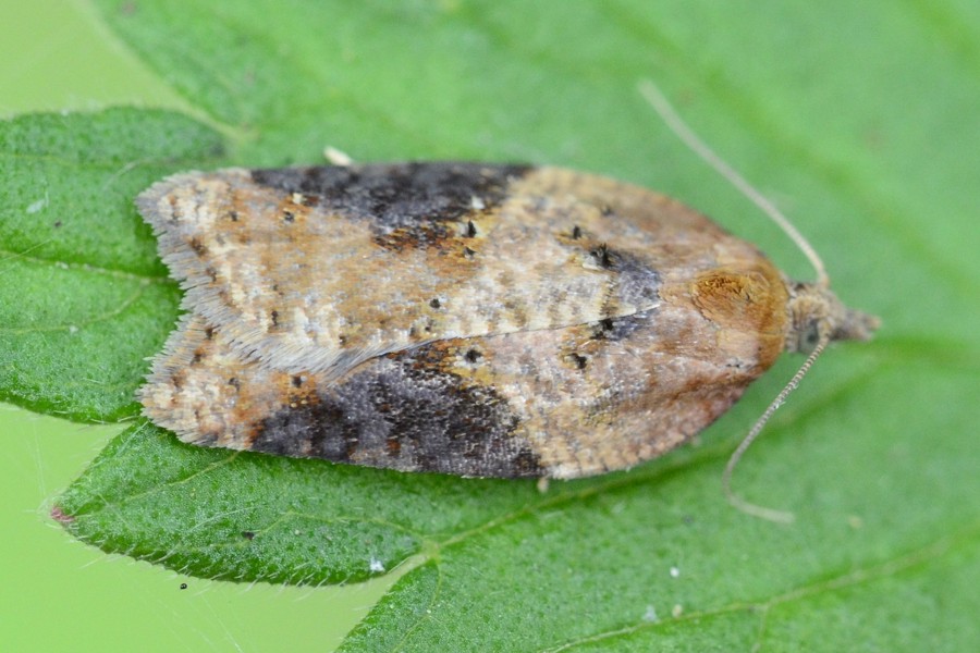 Acleris laterana