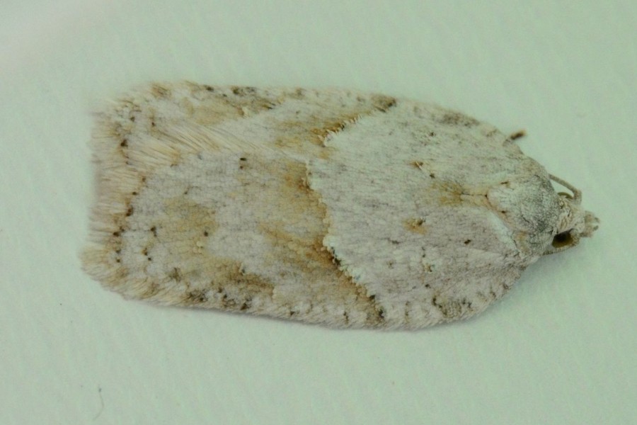 Acleris logiana