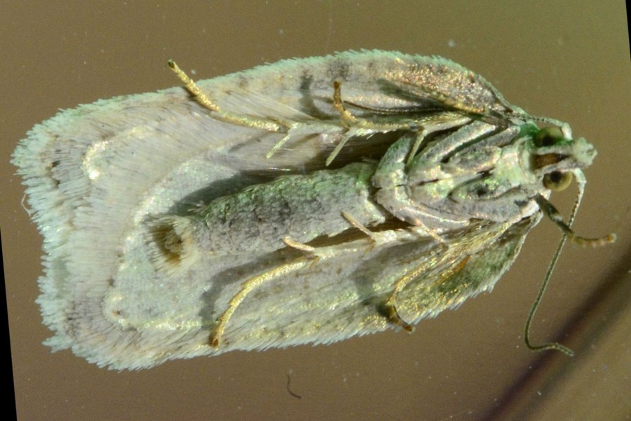 Acleris logiana