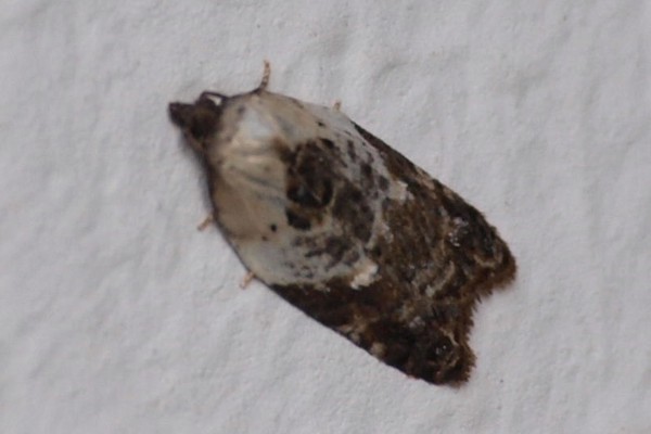 Acleris variegana