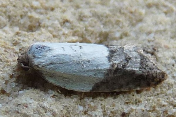 Acleris variegana