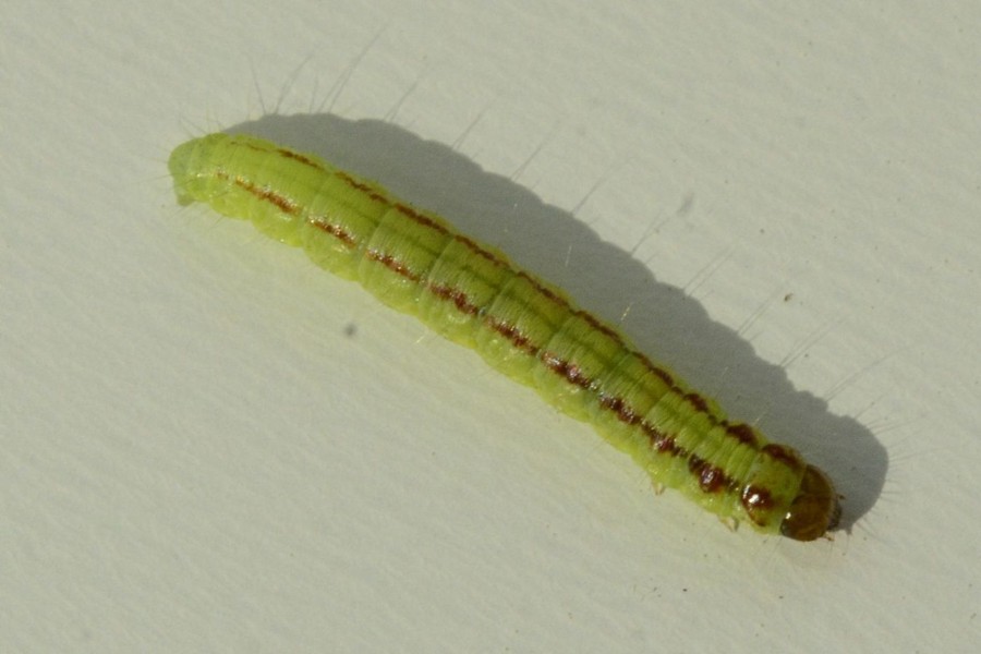 Acrobasis advenella