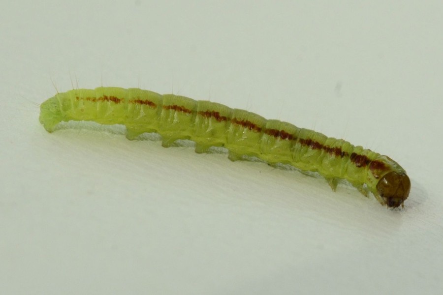 Acrobasis advenella