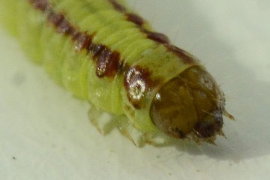 Acrobasis advenella