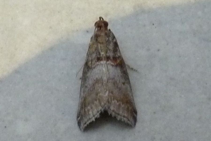 Acrobasis advenella