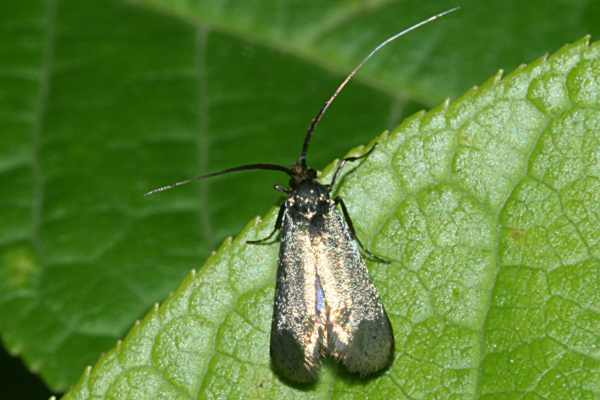 Adela reaumurella