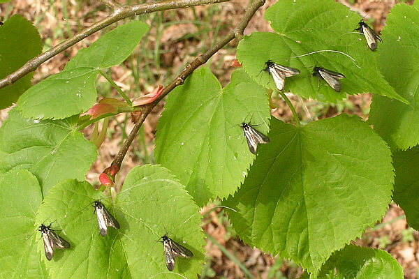 Adela reaumurella