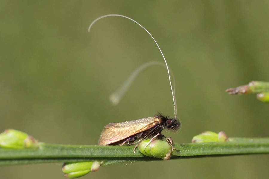 Adela cuprella