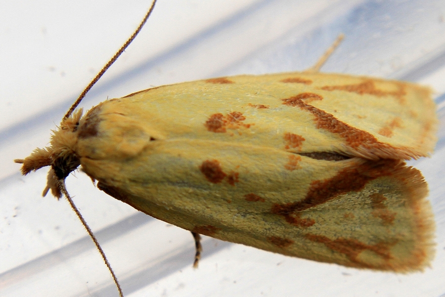 Agapeta hamana