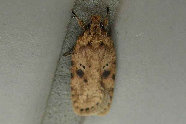 Agonopterix arenella