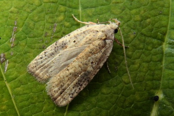 Agonopterix nervosa