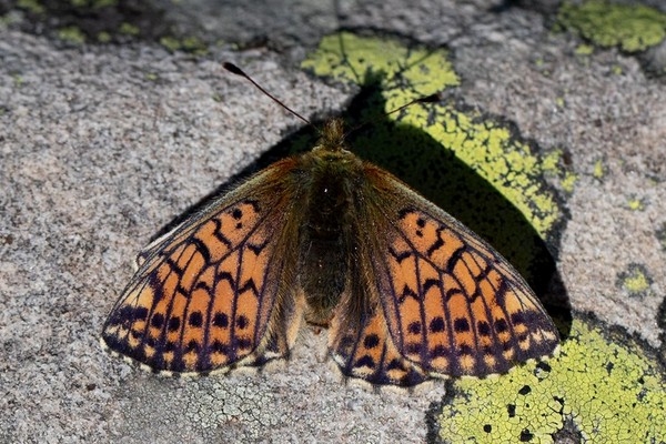 Ähnlicher Perlmutterfalter