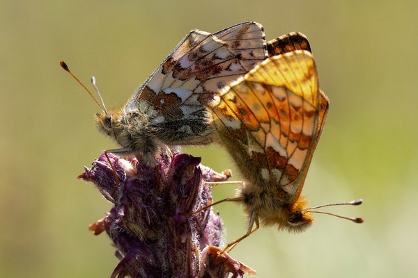 Ähnlicher Perlmutterfalter