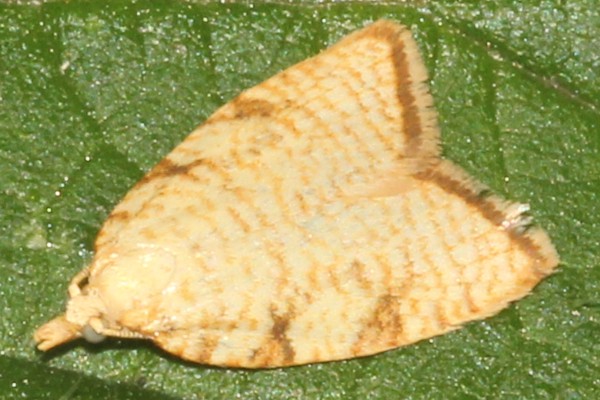 Aleimma loeflingiana