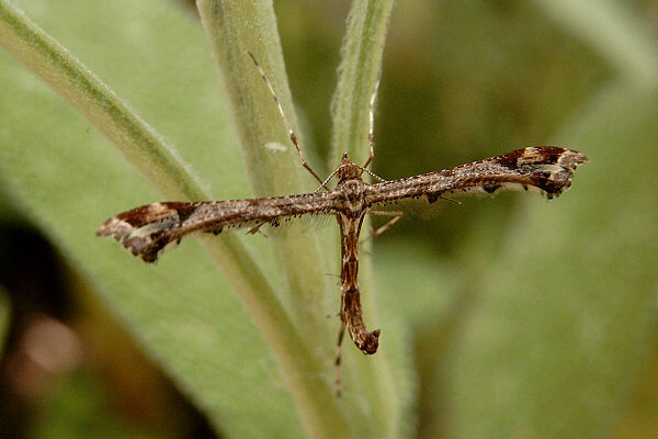 Amblyptilia acanthadactyla