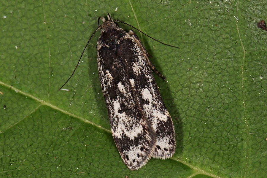 Anacampsis blattariella