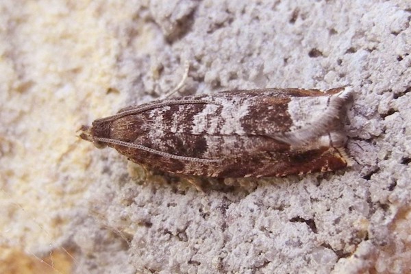 Ancylis achatana