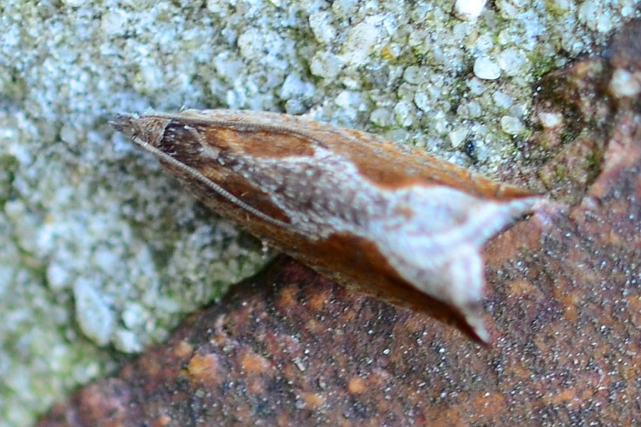 Ancylis diminutana